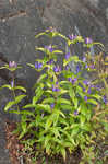 Bottle gentian